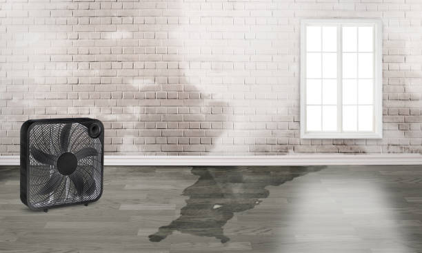 Best Water damage cleanup near me  in Artesia, NM